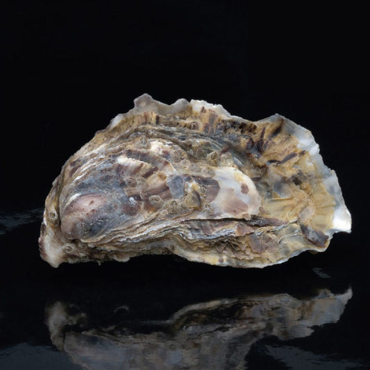 Oyster Estivale n°3 David Hervé