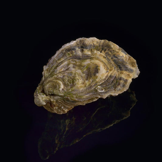 Oyster Ronce n°3 David Hervé