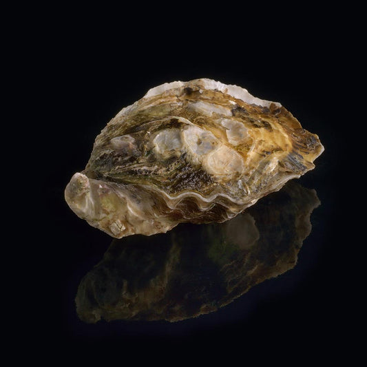 Oyster Speciale n°3 David Hervé