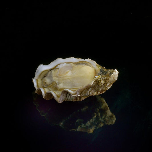 Oyster Boudeuse n°4 David Hervé