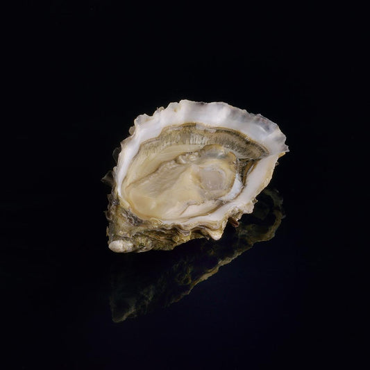 Oyster Fines de Claire n°3 David Hervé