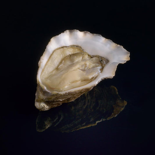 Oyster Tara n°3 David Hervé