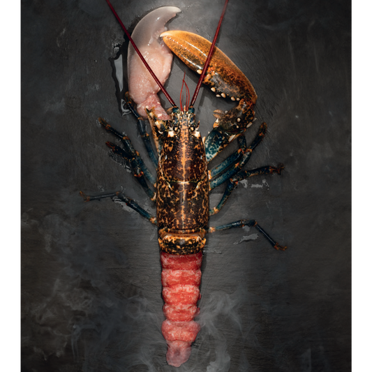 Frozen Europan Lobster Whole (Homarus Gammarus)