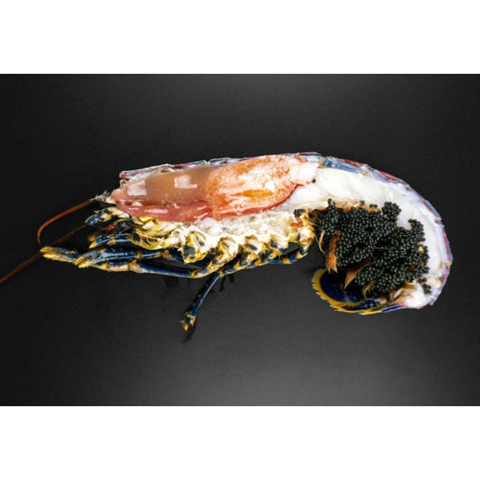 Frozen Fusion European Lobster Half (Homarus Gammarus / Americanus)
