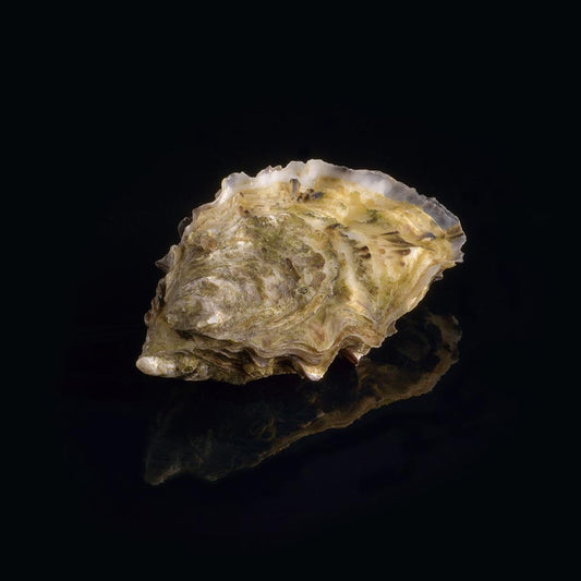 Oyster Fines de Claire n°2 David Hervé