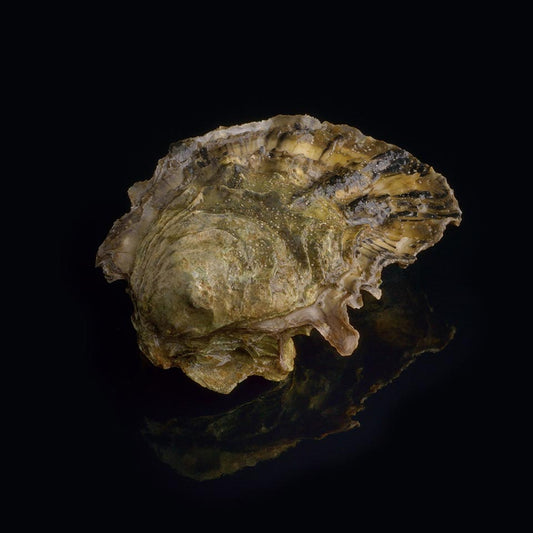 Oyster Ideale n°1 David Hervé