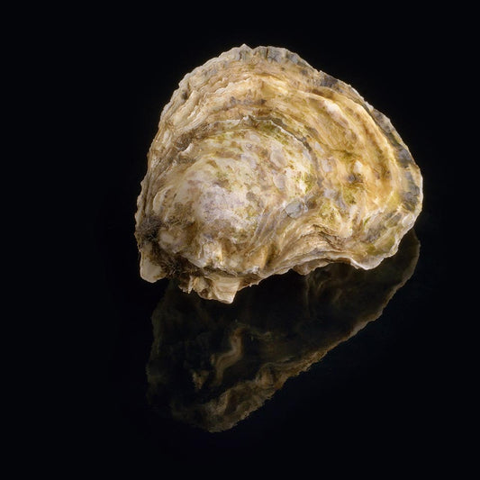 Oyster Royale n°1 David Hervé