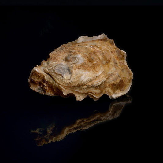 Oyster Secret n°2 David Hervé