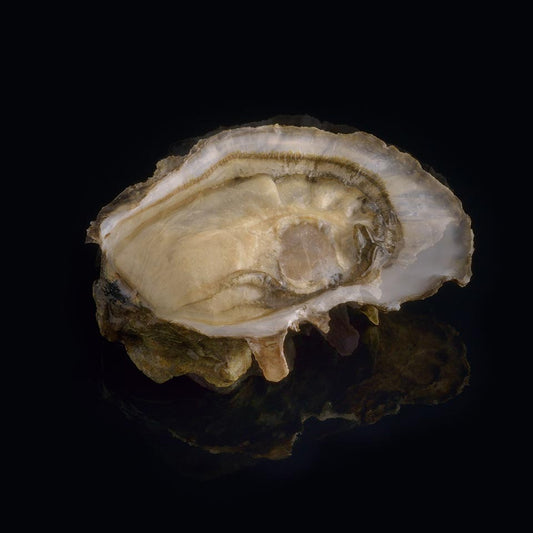 Oyster Ideale n°3 David Hervé