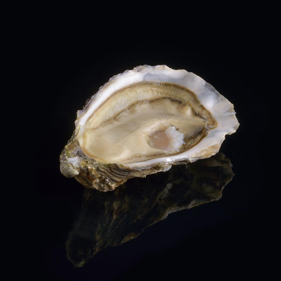 Oyster Ronce n°1 David Hervé