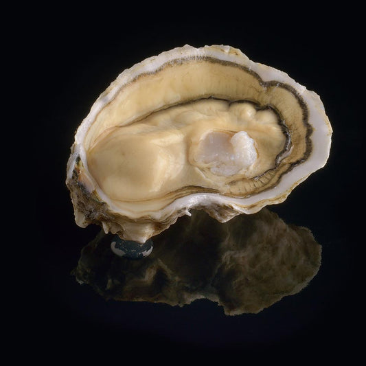 Oyster Royale n°2 David Hervé