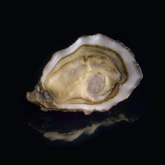Oyster Speciale n°1 David Hervé